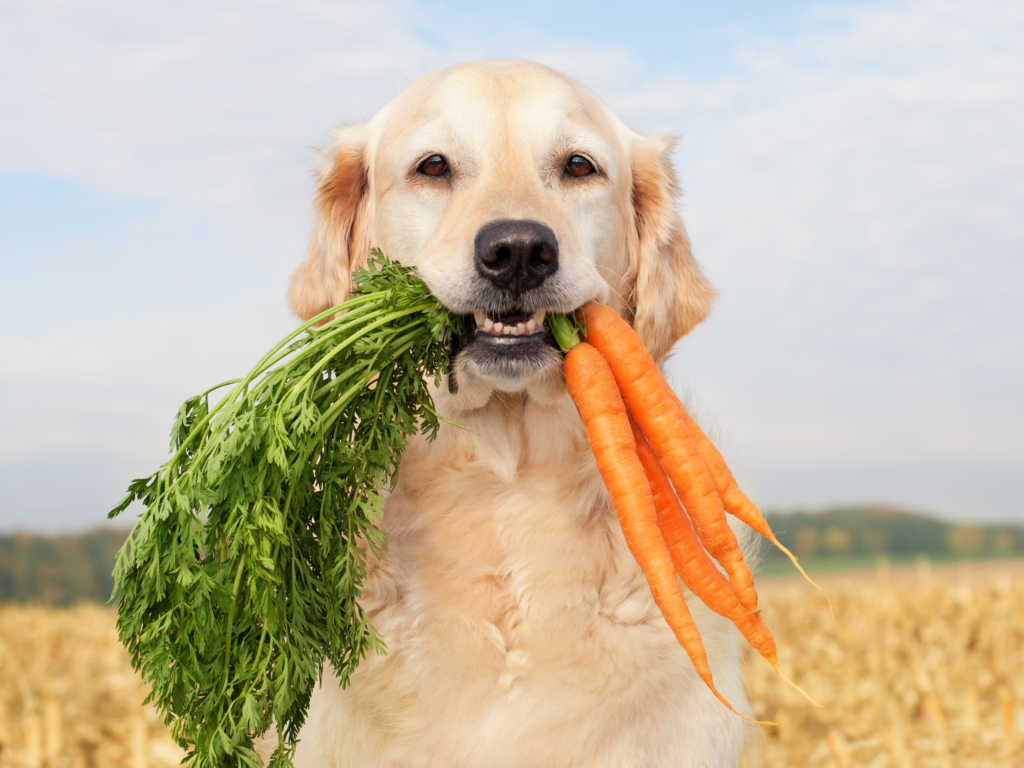 Cão com cenoura, rica em betacarotenos.